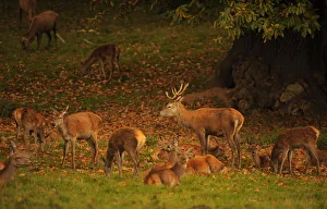 Deer are seen during their rutting season in the Studley Royal park near Ripon Deer are seen during their rutting season in the Studley Royal park near Ripon