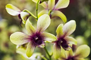 Dendrobium Changi Airport orchids are seen during the Orchid Extravaganza 2019 floral Dendrobium Changi Airport orchids are seen during the Orchid Extravaganza 2019 floral