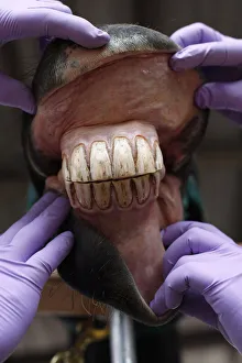 Dentists present the teeth of a horse after they were polished in Bogota Dentists present the teeth of a horse after they were polished in Bogota