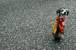Dog dressed with scarf of Portugal national team stands on street after World Cup Dog dressed with scarf of Portugal national team stands on street after World Cup