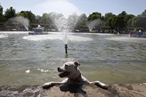 A dog pauses during a dip in a lake in Battersea Park in London A dog pauses during a dip in a lake in Battersea Park in London