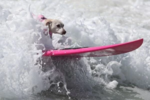 Images Dated 26th September 2016: A dog rides a wave during the Surf City Surf Dog competition in Huntington Beach