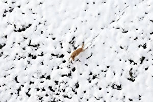 Ireland Collection: A dog runs through a park after heavy snowfall in Londonderry