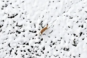 A dog runs through a park after heavy snowfall in Londonderry A dog runs through a park after heavy snowfall in Londonderry