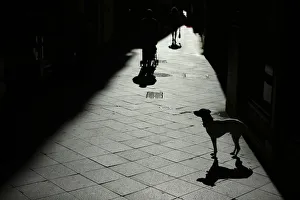 A dog is seen in the central Andalusian capital of Seville A dog is seen in the central Andalusian capital of Seville