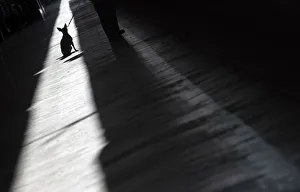 Dog sits near its owner at Termini railway station in Rome Dog sits near its owner at Termini railway station in Rome