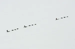 Three dogsleds travel across a barren landscape on the Norwegian Arctic island of Three dogsleds travel across a barren landscape on the Norwegian Arctic island of