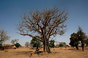 A donkey stands next to a baobab tree in Nedogo village near Ouagadougou A donkey stands next to a baobab tree in Nedogo village near Ouagadougou