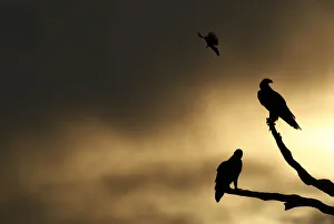 Two eagles are harassed by a smaller bird as they sit in a tree at dusk near Chinchilla Two eagles are harassed by a smaller bird as they sit in a tree at dusk near Chinchilla