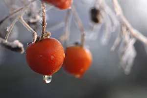 Early morning frost covers tomatoes in a North Yorkshire garden near York Early morning frost covers tomatoes in a North Yorkshire garden near York