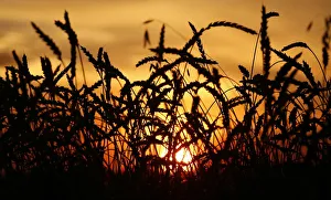 Ears of wheat are seen during sunset on a field of the Solgonskoye farming company Ears of wheat are seen during sunset on a field of the Solgonskoye farming company
