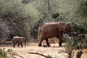 Images Dated 7th January 2018: An elephant and its calf walk through the bush at the Mpala Research Centre in Laikipia