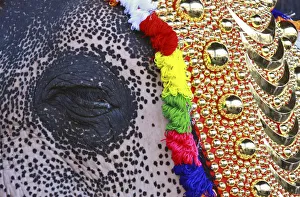 An elephant decorated with ornaments closes its eye during the start of an annual An elephant decorated with ornaments closes its eye during the start of an annual
