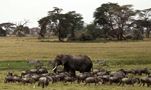 An elephant grazes among wildebeests and zebras during a census at the Amboseli National An elephant grazes among wildebeests and zebras during a census at the Amboseli National