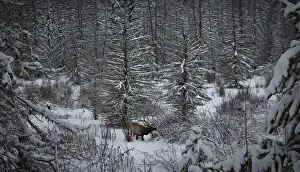 An elk searches for food on the wooded edge of meadow in Banff National Park near Lake An elk searches for food on the wooded edge of meadow in Banff National Park near Lake