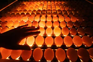 An employee of a poultry farm examines chicken eggs in Volnay in western France An employee of a poultry farm examines chicken eggs in Volnay in western France