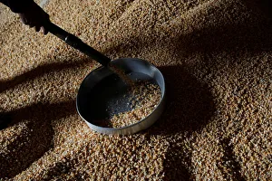 Employee takes samples of corn imported from Brazil for a quality test at a warehouse in Employee takes samples of corn imported from Brazil for a quality test at a warehouse in