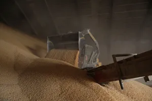 Employee uses a skid-steer loader to push stored corn imported from Brazil to load a Employee uses a skid-steer loader to push stored corn imported from Brazil to load a