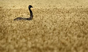 Images Dated 28th October 2011: Emu makes its way through a wheat field on a farm near Chinchilla