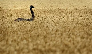 Emu makes its way through a wheat field on a farm near Chinchilla Emu makes its way through a wheat field on a farm near Chinchilla