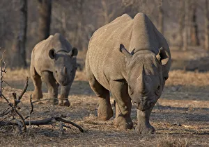 An endangered east African black rhino and her young one walk in Tanzanias Serengeti An endangered east African black rhino and her young one walk in Tanzanias Serengeti
