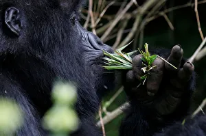 An endangered female high mountain gorilla from the Sabyinyo family eats inside the An endangered female high mountain gorilla from the Sabyinyo family eats inside the