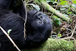 An endangered high mountain gorilla from the Sabyinyo family plays inside the forest An endangered high mountain gorilla from the Sabyinyo family plays inside the forest