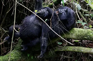Endangered high mountain gorillas from Sabyinyo family react as they play inside the Endangered high mountain gorillas from Sabyinyo family react as they play inside the