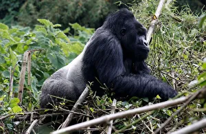 An endangered silverback high mountain gorilla from Sabyinyo family walks inside a forest An endangered silverback high mountain gorilla from Sabyinyo family walks inside a forest