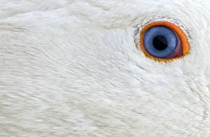 Eye of geese is pictured at geese farm in Hohenried Eye of geese is pictured at geese farm in Hohenried