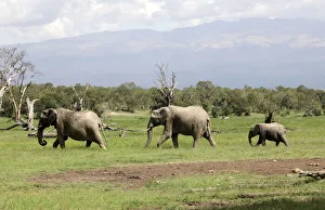 A family of elephants walk at the Ol Pejeta wildlife conservancy near Nanyuki town A family of elephants walk at the Ol Pejeta wildlife conservancy near Nanyuki town