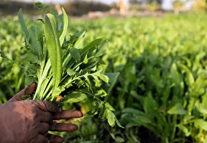 A farmer holds vegetables in a field in the town of El Mansoura A farmer holds vegetables in a field in the town of El Mansoura