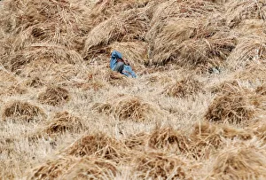 A farmer takes a rest inside freshly harvested wheat at a field in Minya governorate A farmer takes a rest inside freshly harvested wheat at a field in Minya governorate