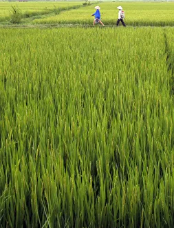Farmers walk in a rice paddy field outside Hanoi September Farmers walk in a rice paddy field outside Hanoi September