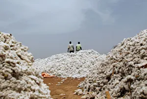 Farmers work at a cotton market in Soungalodaga village near Bobo-Dioulasso Farmers work at a cotton market in Soungalodaga village near Bobo-Dioulasso