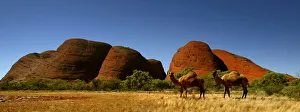 FERAL CAMELS STAND IN FRONT OF THE OLGAS IN CENTRAL AUSTRALIA FERAL CAMELS STAND IN FRONT OF THE OLGAS IN CENTRAL AUSTRALIA