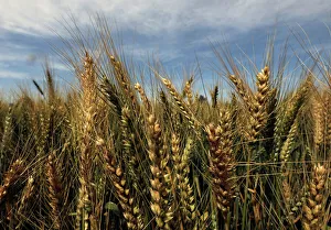 A field of wheat sits ready to be harvested in the Beheira governorate, north of Cairo A field of wheat sits ready to be harvested in the Beheira governorate, north of Cairo