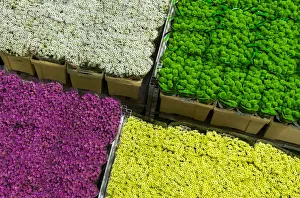 File picture shows flowers at the Royal FloraHolland flower market in Aalsmeer File picture shows flowers at the Royal FloraHolland flower market in Aalsmeer
