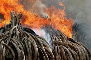 Fire burns part of an estimated 105 tonnes of ivory and a tonne of rhino horn confiscated Fire burns part of an estimated 105 tonnes of ivory and a tonne of rhino horn confiscated