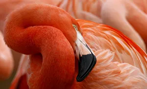 A flamingo rests during animal stock taking at the Zoo in Hanover A flamingo rests during animal stock taking at the Zoo in Hanover