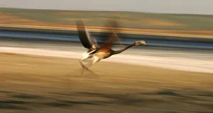 Flamingo takes off from a lagoon after being ringed in southern Spain Flamingo takes off from a lagoon after being ringed in southern Spain