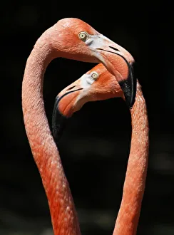 Two flamingos enjoy a sunny day in their enclosure at Schoenbrunn zoo in Vienna Two flamingos enjoy a sunny day in their enclosure at Schoenbrunn zoo in Vienna