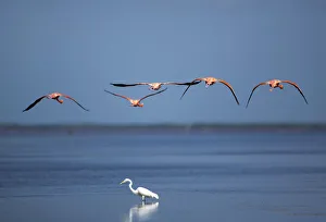 Flamingos fly over a heron at a wetland reserve in Celestun in Mexicos Yucatan Peninsula Flamingos fly over a heron at a wetland reserve in Celestun in Mexicos Yucatan Peninsula