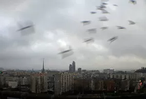 Poland Collection: A flock of birds fly during a rainfall in Gdynia