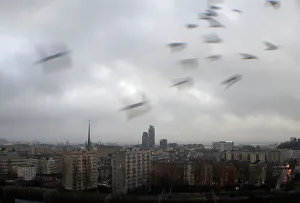 A flock of birds fly during a rainfall in Gdynia A flock of birds fly during a rainfall in Gdynia