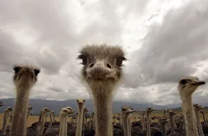 A flock of ostriches stand in a field near the small Southern Cape town of Swellendam A flock of ostriches stand in a field near the small Southern Cape town of Swellendam