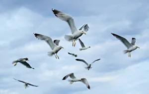 Flock of seagulls fly near Danilo Latins ship in Savudrija Flock of seagulls fly near Danilo Latins ship in Savudrija