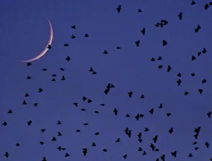 A FLOCK OF STARLINGS HOVERS ABOVE ROME A FLOCK OF STARLINGS HOVERS ABOVE ROME