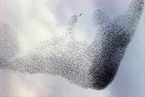 A flock of starlings hovers above Rome drawing abstract patterns, November 29, 2000 A flock of starlings hovers above Rome drawing abstract patterns, November 29, 2000