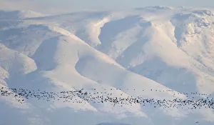 Flock of wild ducks flies in front of Sredna Gora mountain in southern Bulgaria Flock of wild ducks flies in front of Sredna Gora mountain in southern Bulgaria